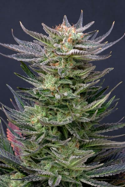 Purple Dream Auto Samen > Kannabia Seeds | Autoflowering Hanfsamen  |  Indica